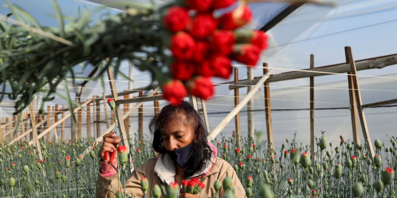 2023-02-10T122035Z_955287538_RC211Z9OEQ6L_RTRMADP_3_VALENTINES-DAY-COLOMBIA-FLOWERS-1737974723.jpg