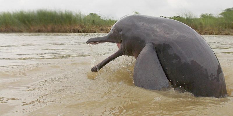 4._Gangetic_Dolphin.jpg