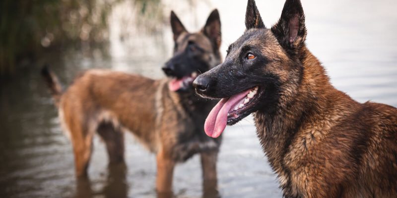 Belgian-Malinois-scaled.jpg