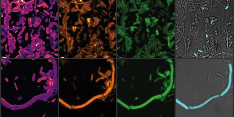 Chemical-Imaging-of-Active-Gut-Microbes.jpg