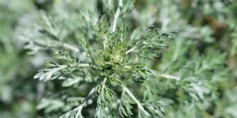 Common-wormwood-scaled.jpg