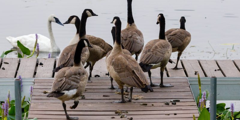 Geese-scaled.jpeg