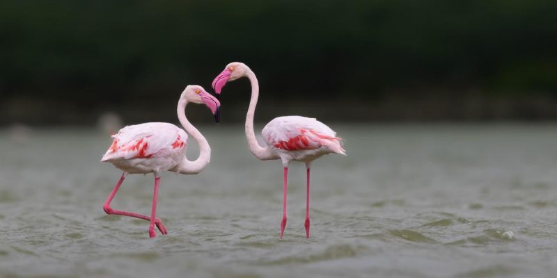 Greater20flamingo.jpeg