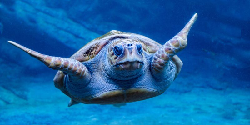 Loggerhead-turtle-scaled.jpg