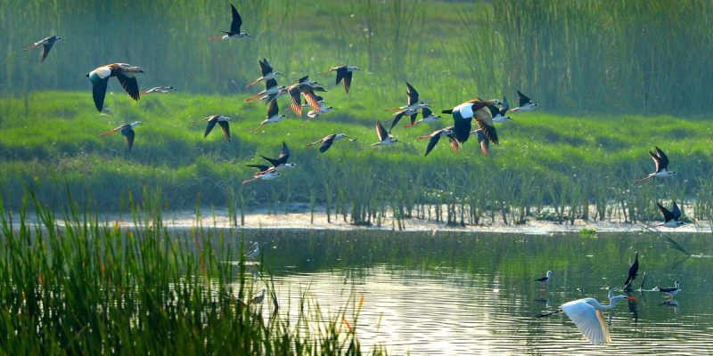 Migratory_birds_14.jpg