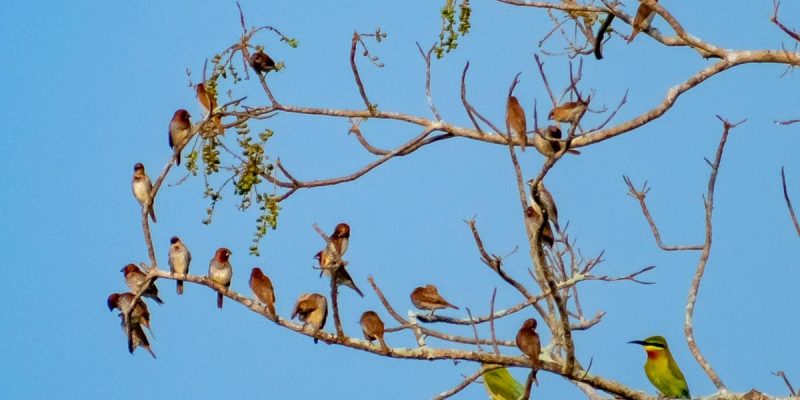 Scaly20breasted20Munia.jpg