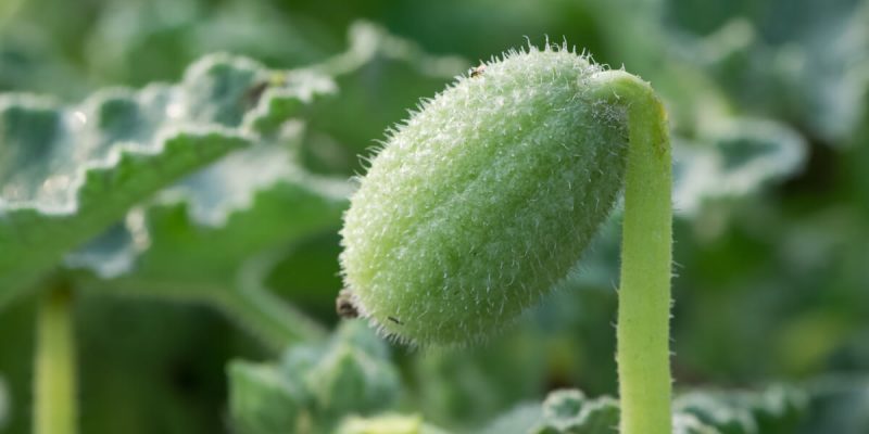 Squirting-cucumber-scaled.jpg