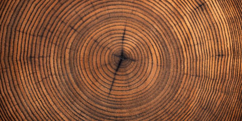 Tree-ring-scaled.jpg