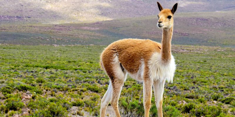 Vicuna-scaled.jpg