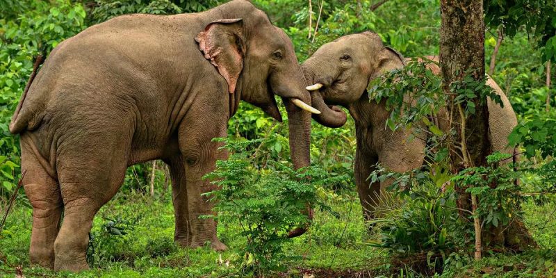 elephants20bilaspur20forest20range20chhattisgarh.jpg