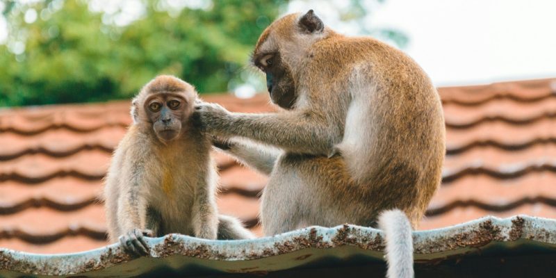 monkeys-on-roof.jpg