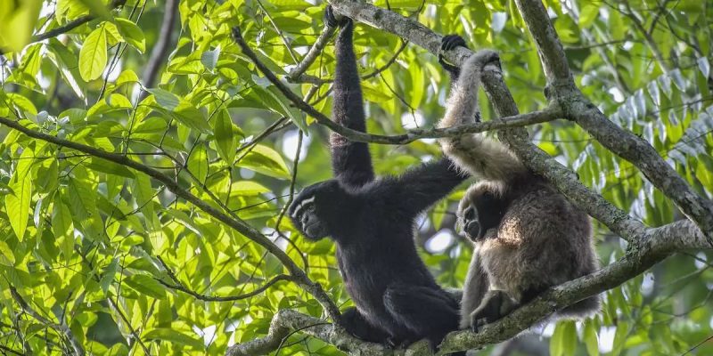 vedanta20assam20gibbon.jpg